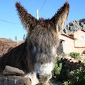 Donkey